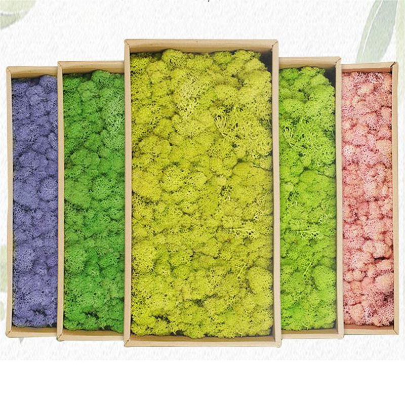 نباتات طحلب اصطناعية خضراء ، ع - مراجعة Sphagnum Moss Dry وسعره