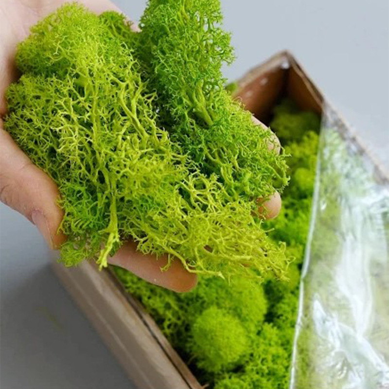 نباتات طحلب اصطناعية خضراء ، ع - مراجعة Sphagnum Moss Dry وسعره