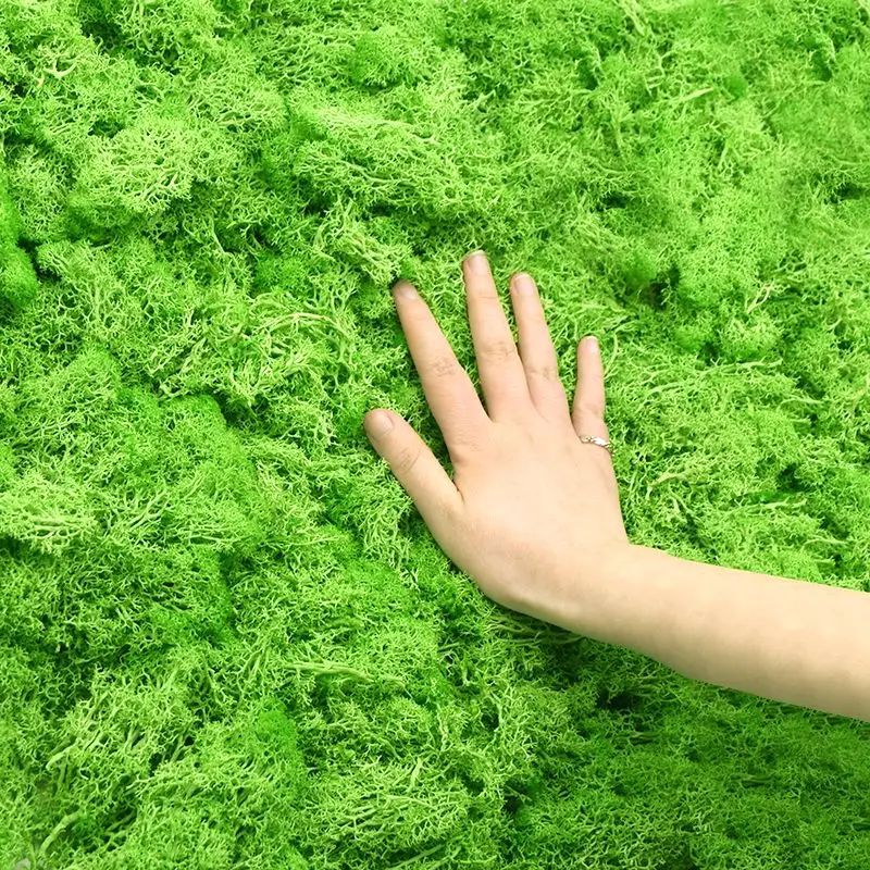 نباتات خضراء اصطناعية وعشب صنا - مراجعة Sphagnum Moss Dry وسعره