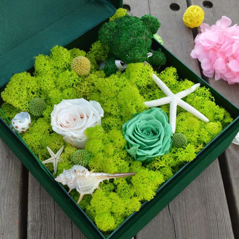 نباتات خضراء اصطناعية وعشب صنا - مراجعة Sphagnum Moss Dry وسعره
